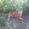 Photo de Canaille