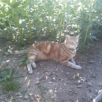 Photo de profil de Canaille