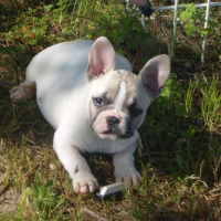 Photo de profil de Doli