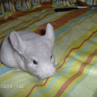 Photo de profil de Lola