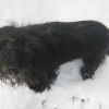 Photo de Onyx