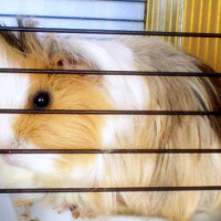 Photo de profil de Nek