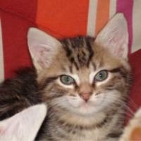 Photo de profil de Oya