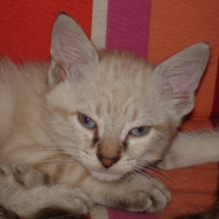Photo de profil de Biscuit