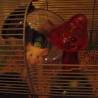 Photo de profil de Snoopy