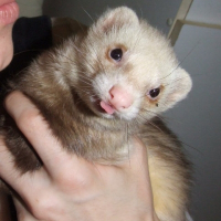 Photo de profil de Malkav