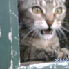 Photo de Iris