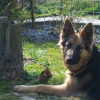 Photo de Orka