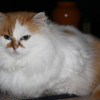 Photo de Minette
