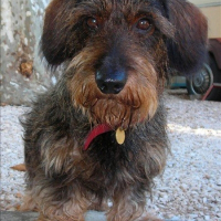 Photo de profil de Pollux