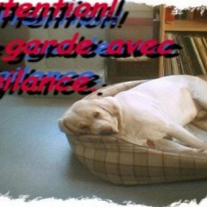 Photo de profil de Banano