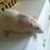 Photo de Leela