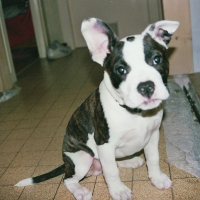 Photo de profil de Pit