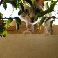 Photo de profil de Moïse