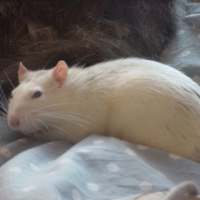 Photo de profil de Rattus