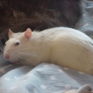 Photo de profil de Rattus