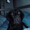 Photo de Gribouille
