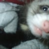 Photo de Tikky