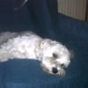 Photo de Cesar