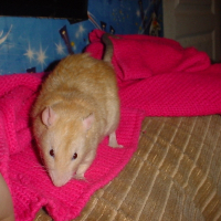 Photo de profil de Ramses