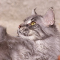 Photo de profil de Catman blue