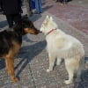 Photo de Odin