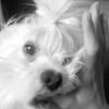 Photo de Cooki