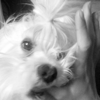 Photo de profil de Cooki