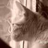 Photo de Diabolo, Ocicat