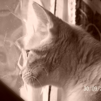 Photo de profil de Diabolo