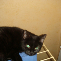 Photo de profil de Pupuce