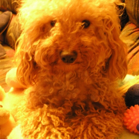Photo de profil de Bibou