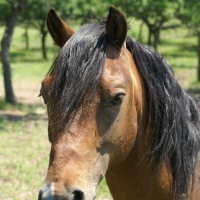 Photo de profil de Lybis