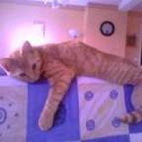 Photo de profil de Karamel