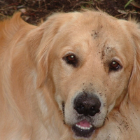 Photo de profil de Bao