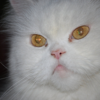 Photo de profil de Chacha