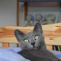 Photo de profil de Pepsi