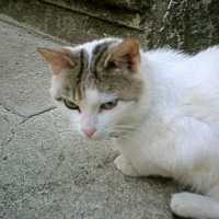 Photo de profil de En mémoire de flocon