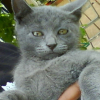 Photo de Pistach', Chartreux