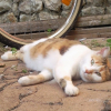 Photo de Cacahuète