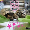 Photo de Lola et lilo