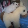 Photo de Pepette