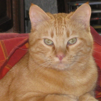 Photo de profil de Cyril