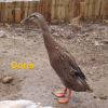 Photo de Doris - coureur indien