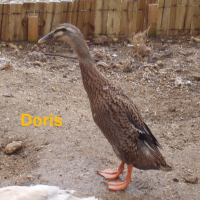 Photo de profil de Doris - coureur indien