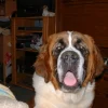Photo de Bepsy