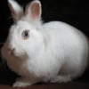 Photo de Lola