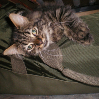 Photo de profil de Chausette