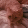 Photo de P'ti minou