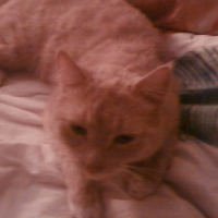 Photo de profil de P'ti minou